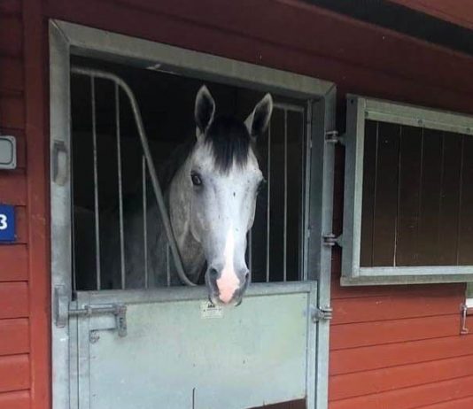 Lord Glitters (14-1) tipped to win by fromthehorsesmouth.tips at Royal Ascot on Tuesday, back at trainer David O'Meara's yard. Photo: courtesy David O'Meara.