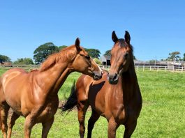 50 tips in bumper Saturday 7 racecard meetings Phil Kirby fillies' Iconic Belle (Chester 4.55) and Shine Baby Shine (York 3.55) enjoying the morning sun, ahead of running on Saturday. Photo: Courtesy Phil Kirby.