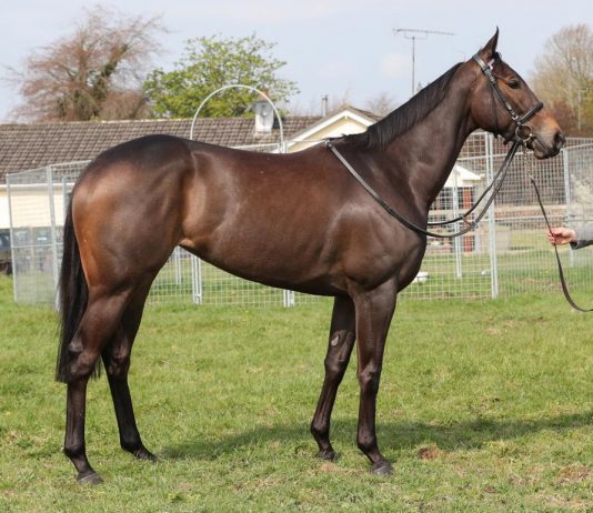Lady Kaya in fatal accident a head of Royal Ascot. Photo Twitter