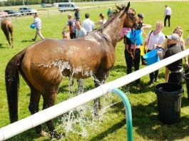 "They're hot weather animals - and (most of the time) I think they love it," reasoned Johnston, at Sandown.