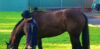 Harlem enjoys a pick of grass before his tilt at the Ladbrokes Cox Plate