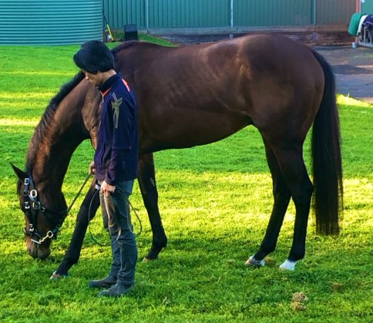 Group 1 Ladbrokes Cox Plate, Australasia’s £2.65m showpiece Harlem enjoys a pick of grass before his tilt at the Ladbrokes Cox Plate