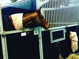 Altior to run in Desert Orchid Chase after King George V1 setback?