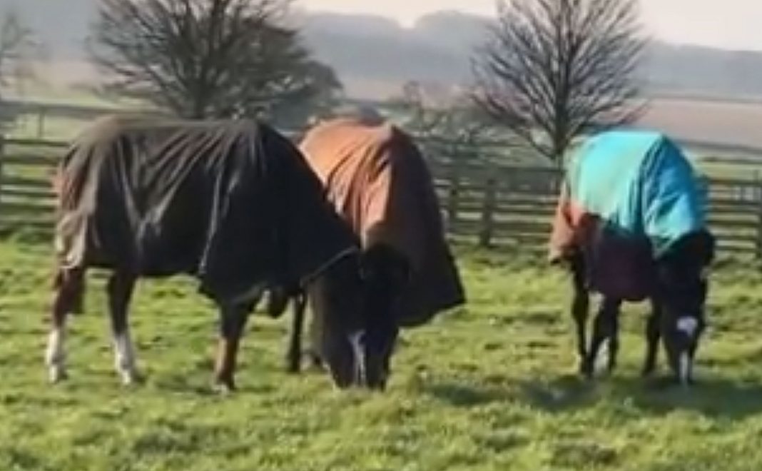 Little Bruce, Bertie Blake and Wemyss Point having fun at Green Oaks. Video: Courtesy Philip Kirby racing stables.