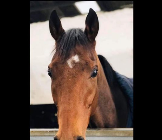 ‘Macho’ Wetherby loss 'Macho' Wetherby loss