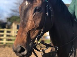 Lady Buttons: In great shape ahead of Cheltenham Festival. Photo: Courtesy Philip Kirby.