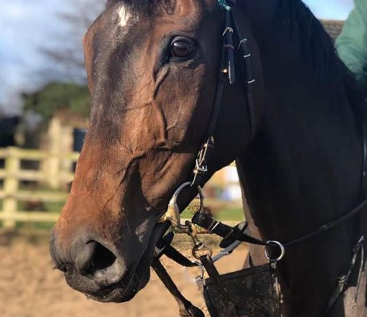 Lady Buttons: In great shape ahead of Cheltenham Festival. Photo: Courtesy Philip Kirby.