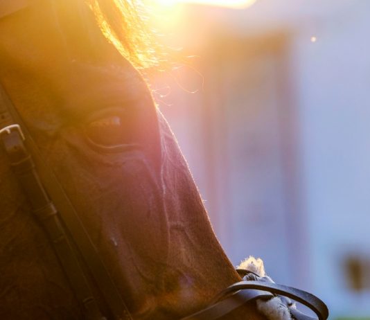 Barber of Seville cut above