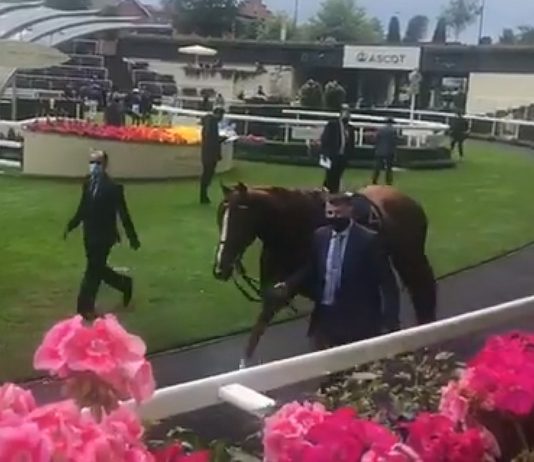 Stradivarius and Nayef Road 1-2 fromthehorsesmouth.info in Gold Cup! Stradivarius and Nayef Road 1-2 fromthehorsesmouth.info in Gold Cup!