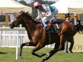 Home James! Doyle to star at Newmarket