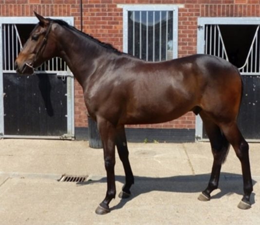 Racing at Yarmouth abandoned after fatal fall by Lord Chapelfield Lord Chapelfield: fatally injured in Yarmouth fall.