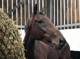 Resdev horses exit Kirby stables Resdev horses exit Kirby stables