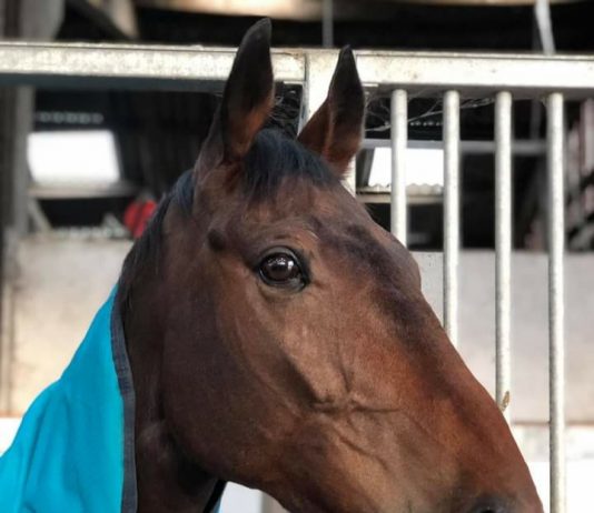 Whoshotthesheriff: back home for tea after finishing second at Carlisle.