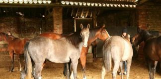 Yearlings formerly in Blue Spinnaker's care 'doing well'