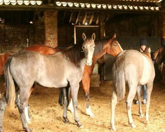 Yearlings formerly in Blue Spinnaker's care 'doing well'