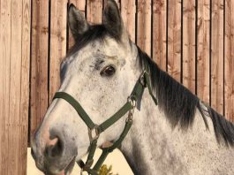 Suggestion: retired amid op to remove eye tumour. Photo: Philip Kirby racing.