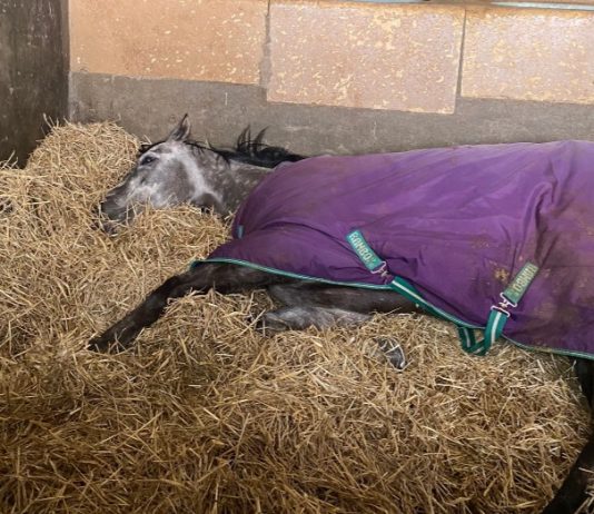 Lord Riddiford takes a 'nap' before winning C2 Betway Handicap at Wolverhampton.