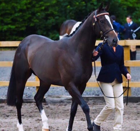 Former racehorse Erniesmilkcart trained by Mick Easterby still hitting the headlines! Annabelle and Bertie at the NCPA Pony of the Year at Warren Farm Liverpool.