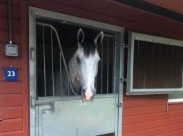 Lord Glitters (14-1) tipped to win by fromthehorsesmouth.tips at Royal Ascot on Tuesday, back at trainer David O'Meara's yard. Photo: courtesy David O'Meara.