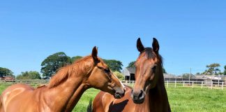 Phil Kirby fillies' Iconic Belle (Chester 4.55) and Shine Baby Shine (York 3.55) enjoying the morning sun, ahead of running on Saturday. Photo: Courtesy Phil Kirby.