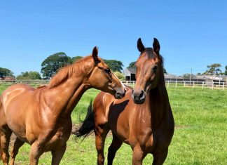 Phil Kirby fillies' Iconic Belle (Chester 4.55) and Shine Baby Shine (York 3.55) enjoying the morning sun, ahead of running on Saturday. Photo: Courtesy Phil Kirby.