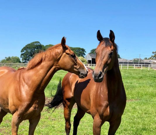 Phil Kirby fillies' Iconic Belle (Chester 4.55) and Shine Baby Shine (York 3.55) enjoying the morning sun, ahead of running on Saturday. Photo: Courtesy Phil Kirby.