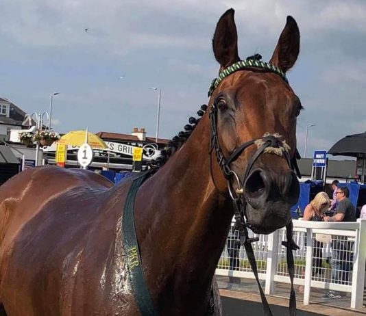 Shine Baby Shine - will be in the winners enclosure soon.