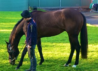 Harlem enjoys a pick of grass before his tilt at the Ladbrokes Cox Plate