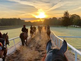 A Simply Beautiful November morning at Ballydoyle, the stable of Aidan O'Brien
