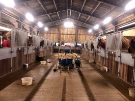 Horses at Philip Kirby, Green Oaks Farm racing stables, waiting for their teas. Photo: Courtesy Philip Kirby.