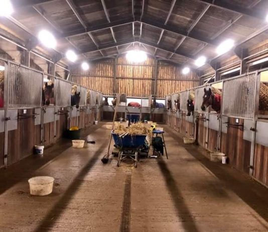 Horses at Philip Kirby, Green Oaks Farm racing stables, waiting for their teas. Photo: Courtesy Philip Kirby.
