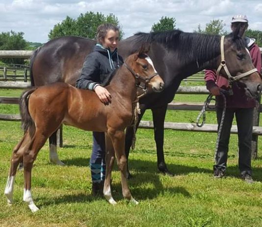 Shares are available in racehorse Spanish Buttons