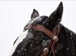 THYME HILL NEWBURY ACE