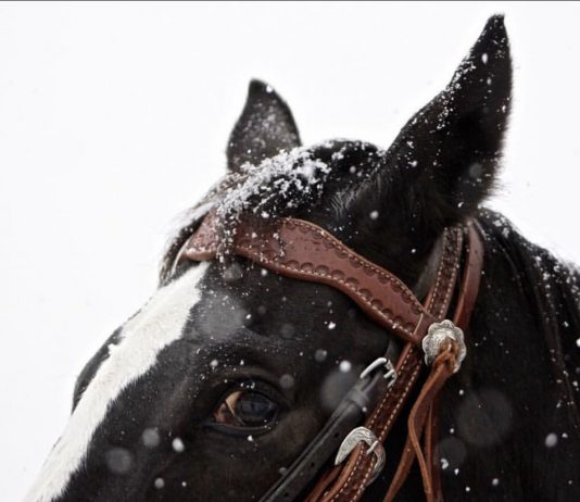 THYME HILL NEWBURY ACE THYME HILL NEWBURY ACE