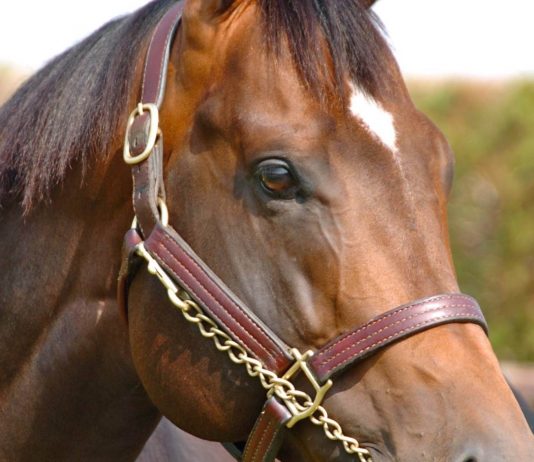 Spirit Power (11-4) Enthaar (9-2) Vibrance (evens) Queen Constantine (4-1) in 200-1 Kempton accumulator! Spirit Power followed up a win at Newcastle this month