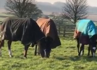 Little Bruce, Bertie Blake and Wemyss Point having fun at Green Oaks. Video: Courtesy Philip Kirby racing stables.