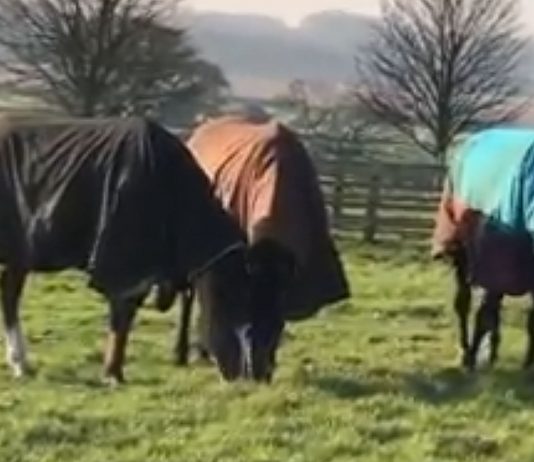Little Bruce, Bertie Blake and Wemyss Point having fun at Green Oaks. Video: Courtesy Philip Kirby racing stables.
