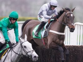 Santini’s odds cut for Cheltenham Gold Cup Eight-year-old Santini, winning for a sixth time from nine outings