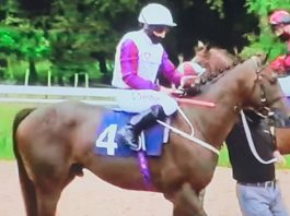 Mark Johnston trained Toussarok (purple sleeves) 5-4f entering the stalls ahead of winning at Newcastle.