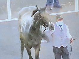 Northumberland Plate winner Caravan Of Hope with masked handler.