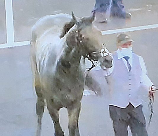 Northumberland Plate winner Caravan Of Hope with masked handler.