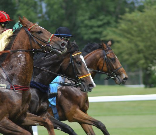 Bravemansgame Cheltenham chance - Nicholls