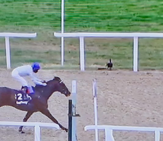 Palace Pier, a scintillating win at Newcastle.