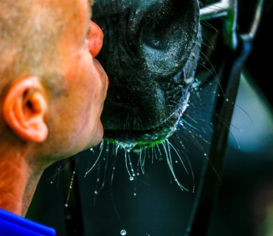 Racing plans will allow owners to attend race meetings behind closed doors from July 4 Racing plans will allow owners to attend race meetings behind closed doors from July 4