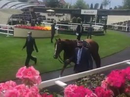 Stradivarius and Nayef Road 1-2 fromthehorsesmouth.info in Gold Cup!