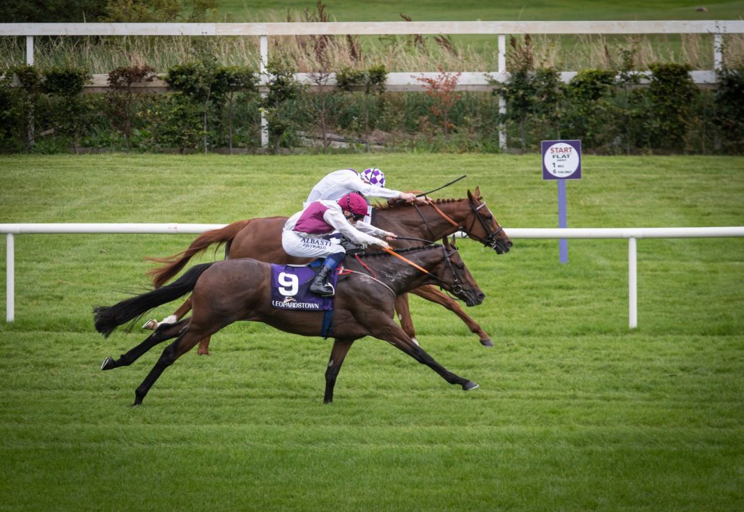 300-1 shock He Knows No Fear record win at Leopardstown 