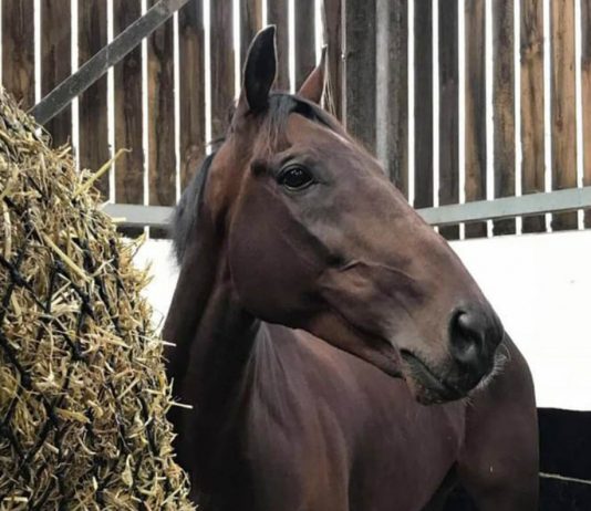 Resdev horses exit Kirby stables Resdev horses exit Kirby stables