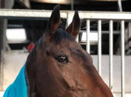 Whoshotthesheriff: back home for tea after finishing second at Carlisle.