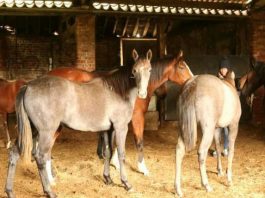Yearlings formerly in Blue Spinnaker's care 'doing well'