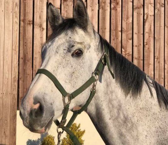 Suggestion: retired amid op to remove eye tumour. Photo: Philip Kirby racing.